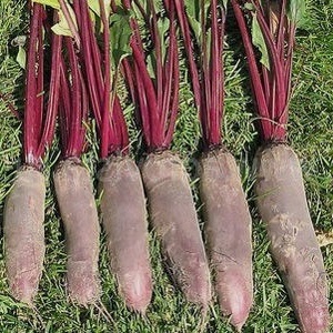 Isa sa mga pinakatamis na varieties - Rocket beet: paglalarawan, pakinabang at kawalan