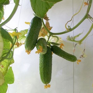 Cucumber Boy na may daliri para sa mga greenhouse, bukas na bukid at paglilinang sa bahay