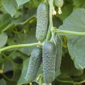 Dicas para o cultivo de pepinos Masha F1: como obter uma boa colheita no inverno