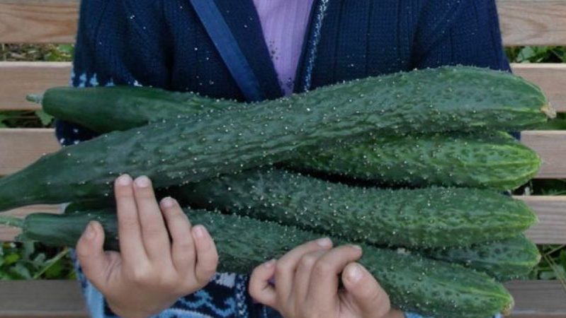 Agurkų hibridinis smaragdo srautas skaniausioms salotoms gaminti