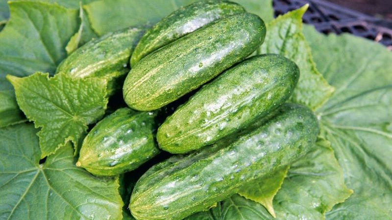 Onderhoudsvriendelijke vroege komkommer Temp voor salades en conservering