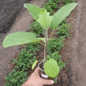 Características do plantio de berinjela em terreno aberto