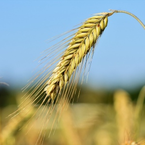 Features of the technology of cultivation of barley