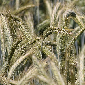 Features of the technology of cultivation of barley