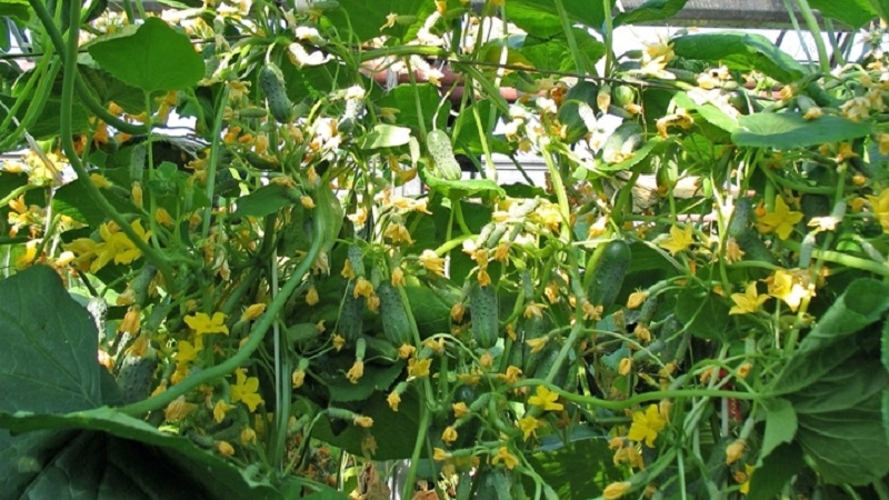 Domestic hybrid ng mga pipino Garland, na magagalak sa iyo ng isang mayamang ani