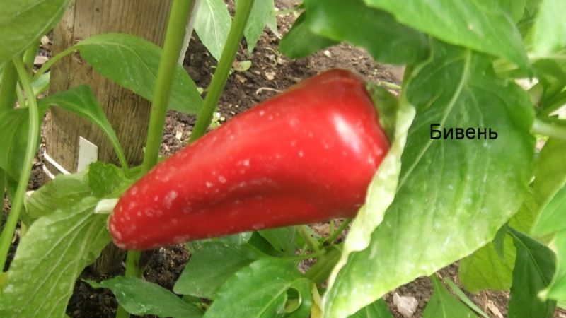 Granskning av tjockväggig och högavkastande peppar Tiven: vilken typ av variation det är och hur man odlar den på din webbplats