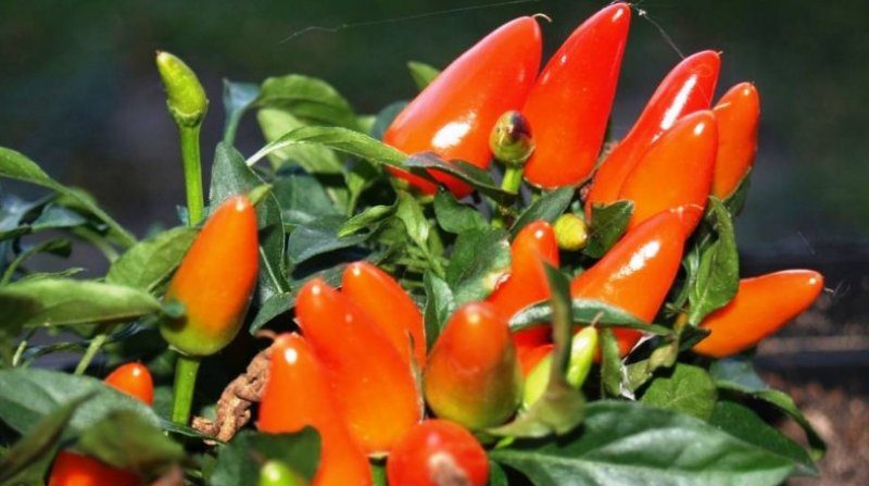 Hướng dẫn trồng ớt cảnh Phép màu nho nhỏ tại nhà