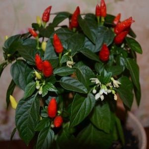 Instructions for growing ornamental peppers A small miracle at home