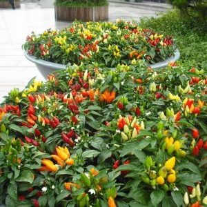 Pokyny pro pěstování okrasných paprik Malý zázrak doma