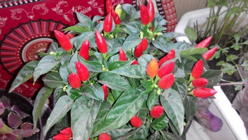 Instructions for growing ornamental peppers Small miracle at home