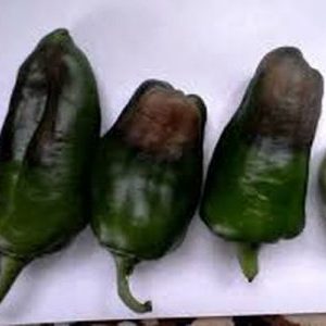 Wat te doen als de vruchten van paprika's zwart worden: identificeer de oorzaak en bestrijd deze effectief