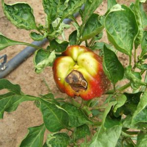 Was tun, wenn die Früchte der Paprika schwarz werden? Ermitteln Sie die Ursache und bekämpfen Sie sie wirksam