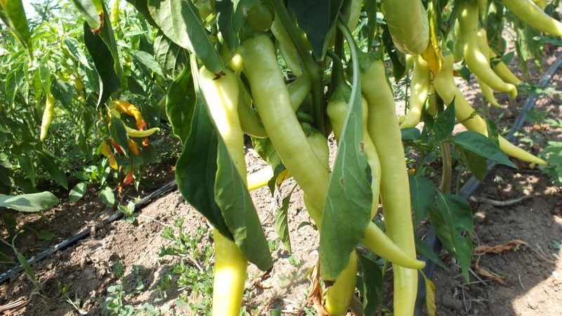 Pros y contras de cultivar pimienta Tsitsak: cómo obtener una buena cosecha