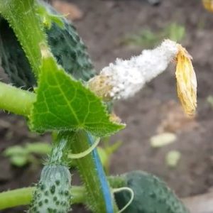 Why do cucumbers rot in a greenhouse and what to do to save your crop