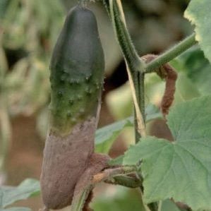 Why do cucumbers rot in a greenhouse and what to do to save your crop