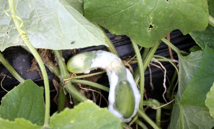 Prečo uhorky hnijú v skleníku a čo majú robiť, aby sa vaša plodina zachránila