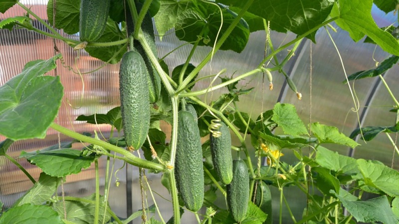 Why are cucumbers empty inside and how to prevent this problem