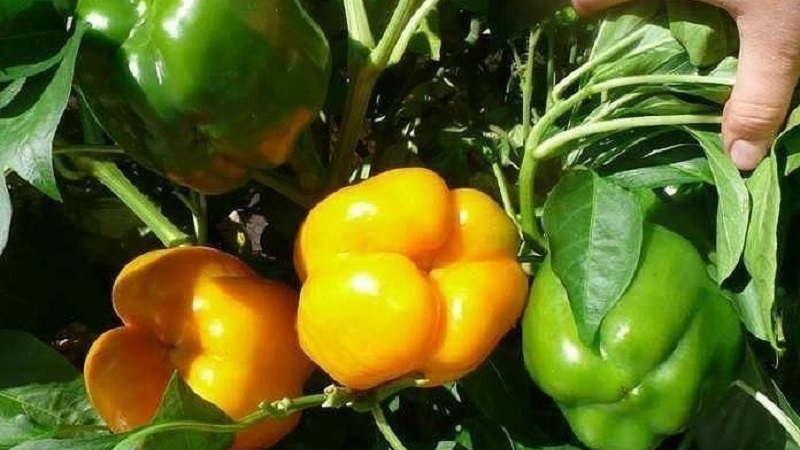 Why do the ovaries of peppers fall in a greenhouse and what to do to save your crop