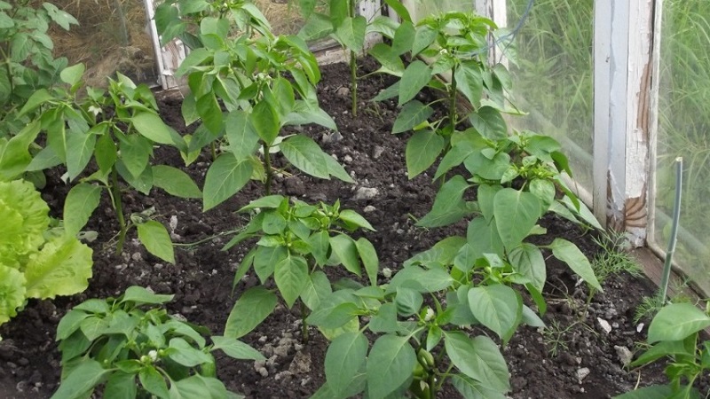 Prečo papriky spadajú do skleníka a čo treba robiť, aby ste zachránili úrodu