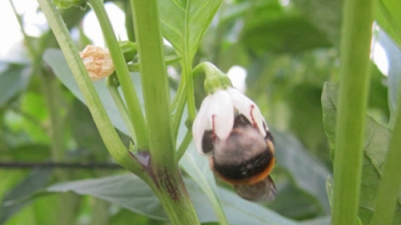 Zašto jajnici paprike padaju u staklenik i što učiniti kako biste spasili svoj usjev