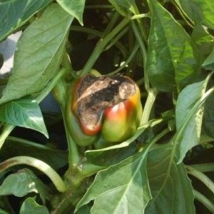 Pourquoi le poivre pourrit-il sur un buisson: identifier la cause du problème et économiser efficacement notre récolte