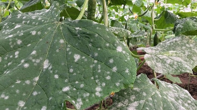 Por que aparecem manchas brancas nas folhas do pepino e o que fazer para salvar a safra