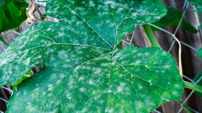 Por que aparecem manchas brancas nas folhas do pepino e o que fazer para salvar a safra