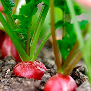 Por que rabanetes se transformam em cor e como cultivá-los para evitar o problema