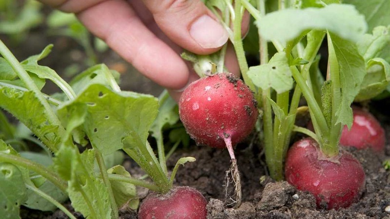 Why radishes turn into color and how to grow them to prevent the problem