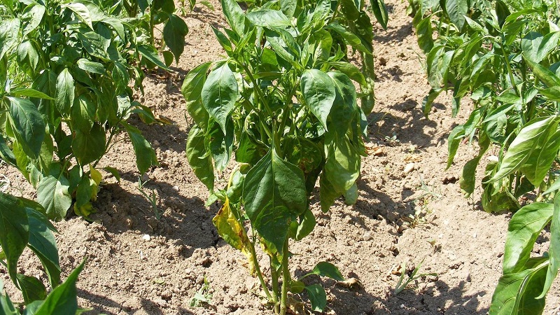 Varför visnar peppar i det öppna fältet och vad man ska göra för att spara din gröda