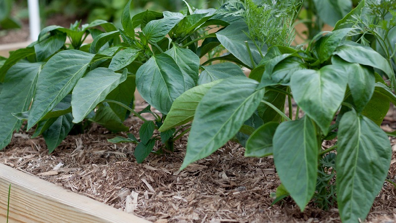 Waarom verdort peper in het open veld en wat te doen om uw gewas te redden?