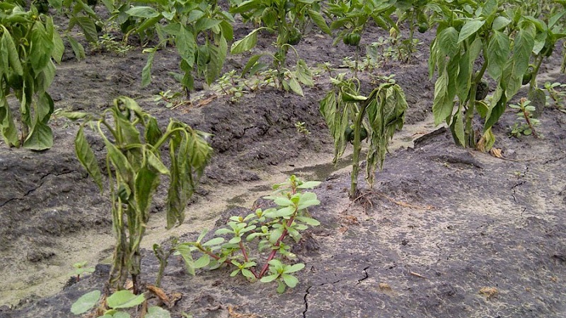 Varför visnar peppar i det öppna fältet och vad man ska göra för att spara din gröda