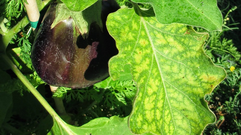 Pourquoi les feuilles d'aubergine jaunissent-elles et que faire si cela se produit