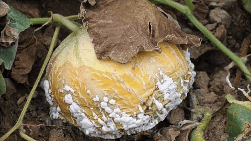 Per què les fulles de carbassa es tornen grogues, què fer i com evitar un problema