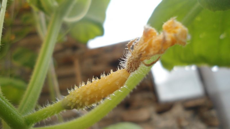 Pourquoi les ovaires de concombre jaunissent-ils et que faire pour sauver la récolte