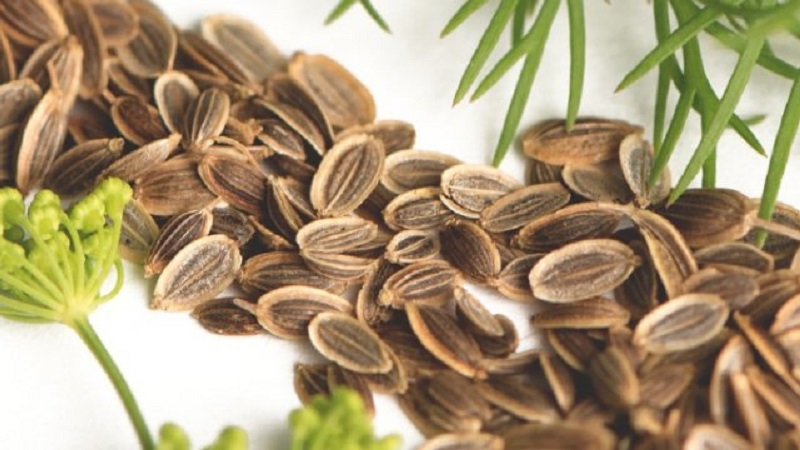 Dereotu tohumlarının yararlı özellikleri ve kullanımlarına kontrendikasyonları