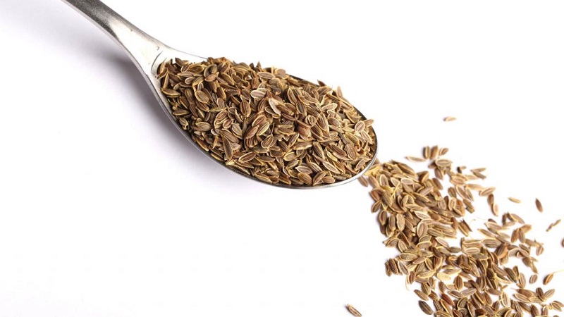 Dereotu tohumlarının yararlı özellikleri ve kullanımlarına kontrendikasyonları