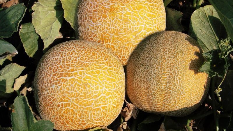 Popular kolkhoz melon: calorie content, benefits and harms to the body