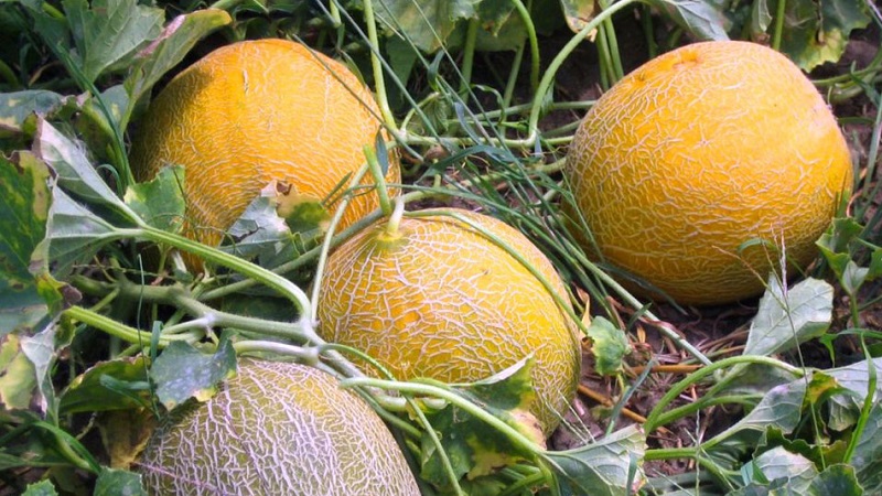 Beliebte Kolchose-Melone: ​​Kaloriengehalt, Nutzen und Schaden für den Körper