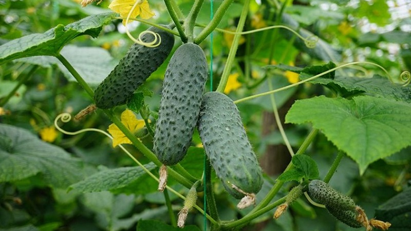 Cedric Dutch hybrid uhorka, odporúčaná na pestovanie v skleníkoch