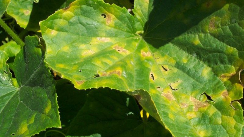 Des taches jaunes sont apparues sur les feuilles des concombres: que faire pour sauver la récolte