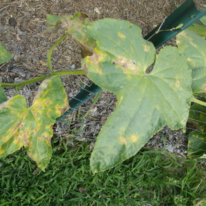 Des taches jaunes sont apparues sur les feuilles des concombres: que faire pour sauver la récolte