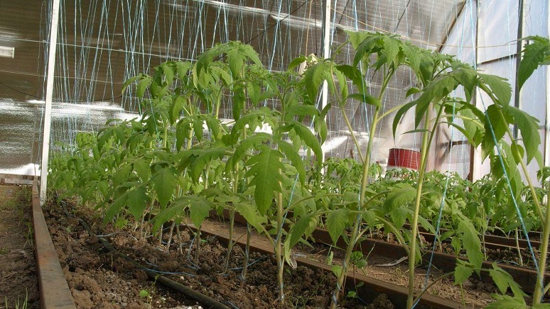 قواعد تغذية الطماطم في الدفيئة: ما هي الأسمدة ومتى تستخدم للحصول على حصاد غني