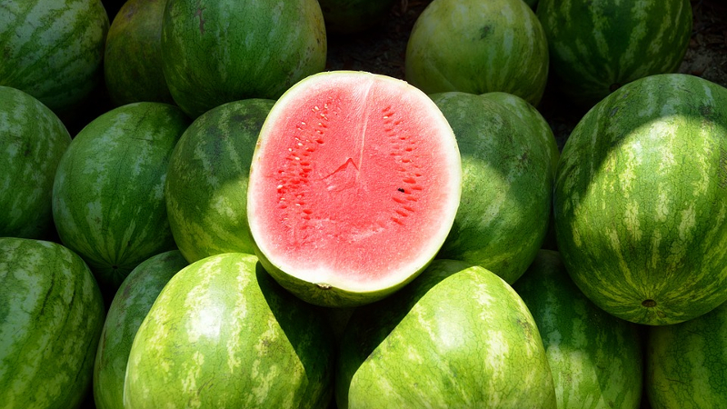 As razões pelas quais a melancia é amarga e é possível comer uma fruta assim