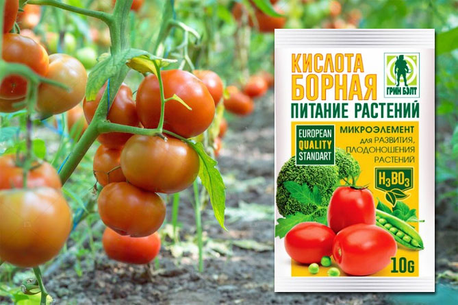 Uso de ácido bórico para plantas: tomates, pepinos, pimientos y otros cultivos