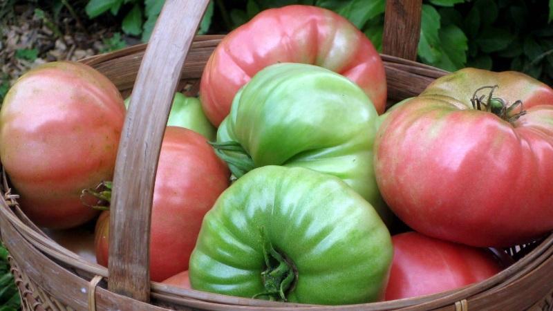 Opowiemy i pokażemy, jak długo utrzymywać świeżość pomidorów: ciekawe triki życiowe od doświadczonych właścicieli