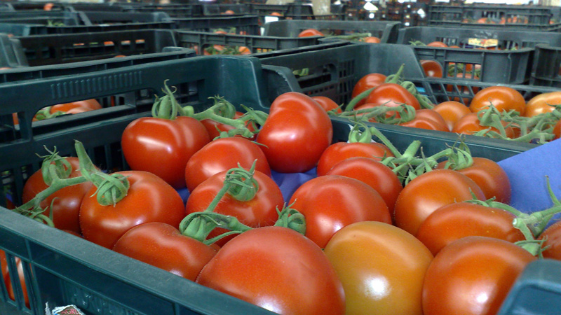 Vi kommer att berätta och visa hur du håller tomater färska under lång tid: intressanta livshack från erfarna ägare