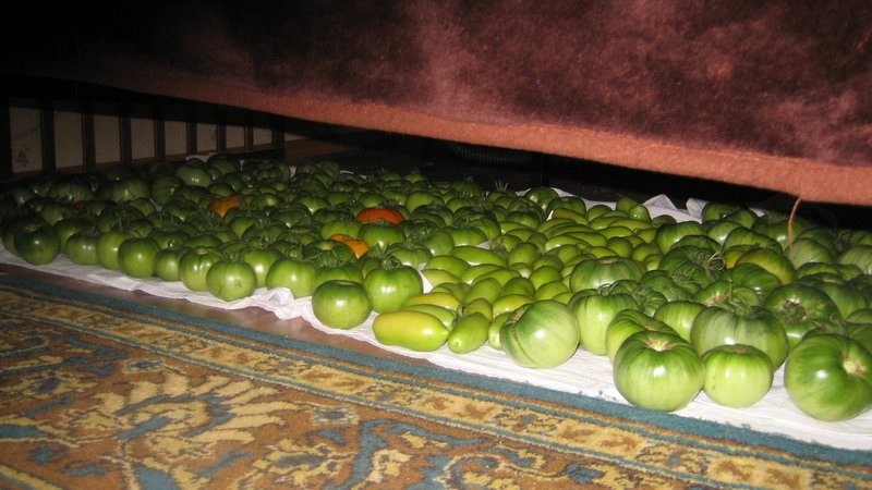 Vi kommer att berätta och visa hur du håller tomater färska under lång tid: intressanta livshack från erfarna ägare