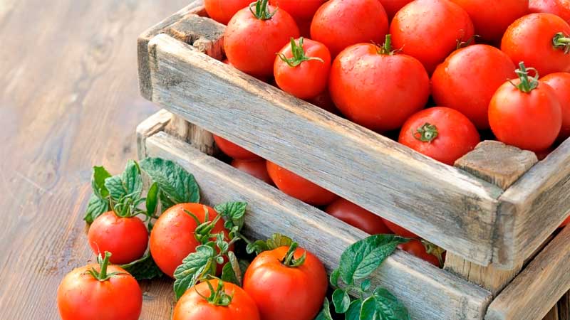 Wir werden Ihnen zeigen und zeigen, wie Sie Tomaten lange frisch halten können: interessante Life-Hacks von erfahrenen Besitzern