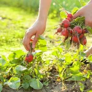 Ang Celeste Radish Hybrid Care para sa Masarap na Big Fruits